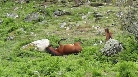 The wild Garrano mare wallows on the ground in the presence of her newborn. Stock Footage 253215630