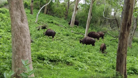 Wild gaur herd, Indian bison, grazing Stock Footage 346334835