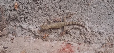 Wild gecko resting on rough concrete wall 動画素材 343163368