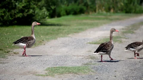 Wild geese cross a road Stock Footage 36645944