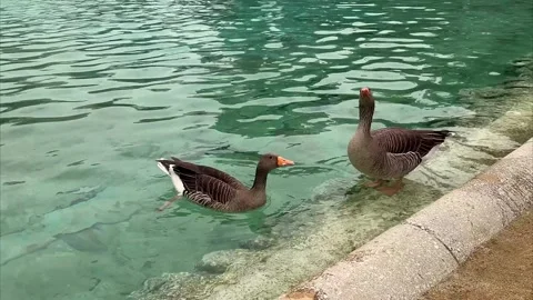 Wild geese drinking transparent turquoise water near park pond edge Stockbeeldmateriaal 340825592