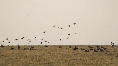 Wild geese in the field Stock Footage 152549879