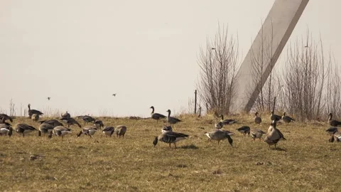 Wild geese in the field Stock Footage 152549895