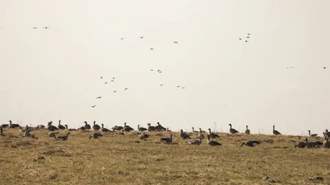Wild geese in the field Stock Footage 152549913