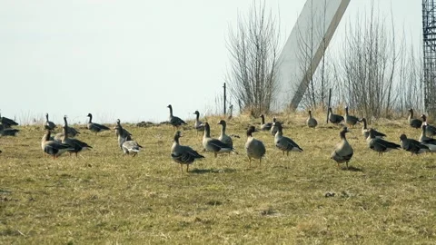 Wild geese in the field Stock Footage 152549918