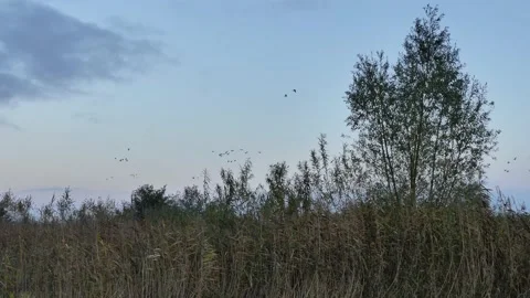 Wild geese in flight Stock Footage 231550587