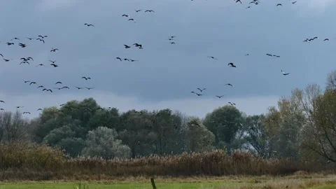 Wild geese in flight Stock Footage 231550681