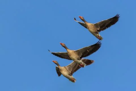 Wild geese in flight Stock Photos