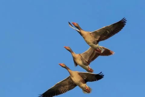 Wild geese in flight Stock Photos