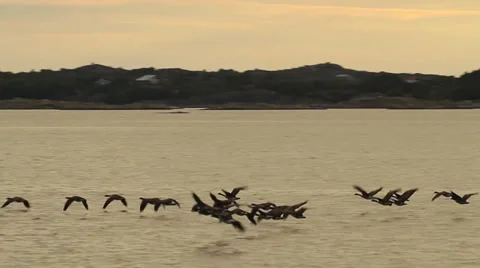 Wild Geese Flying Stock-Footage 32215073