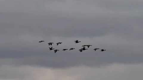 Wild Geese Flying in Formation Stock Video Pond5
