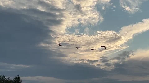 Wild Geese Flying Over Corn Field at Sunset Under Dramatic Sky Stock Footage 339938562