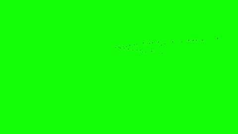Wild geese flying in the sky. 3D rendering animation with green background Stock Footage 144544843