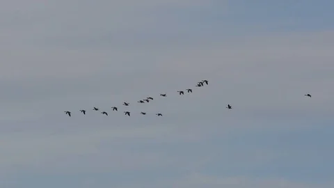 Wild geese flying in V-formation Stock Video Pond5