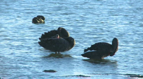 Wild geese Stock Footage 286991