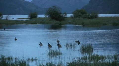 Wild Geese Video stock 339123