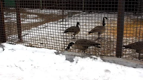 Wild geese Stock Footage 46828330