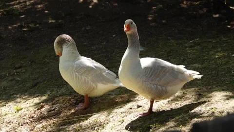 Wild geese in the forest basking in the sun Stock Footage 249396768