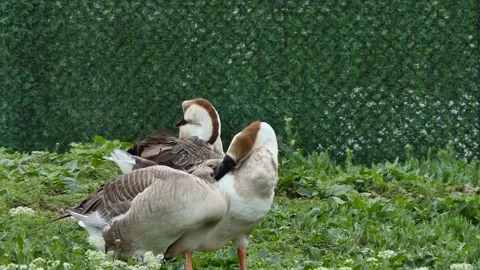 Wild geese in the garden Stock Footage 243259268