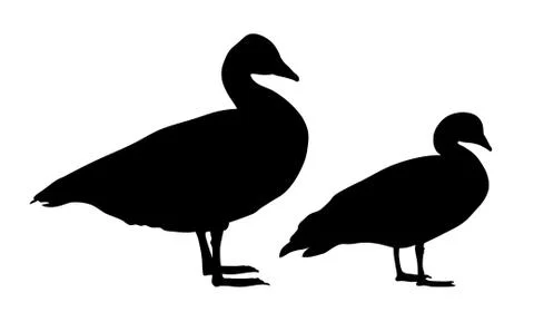 Wild geese Stock Illustration
