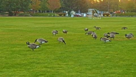 Wild Geese  In park Stock-Footage 90344138