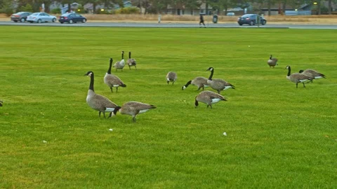 Wild Geese in park Vidéo 90344662