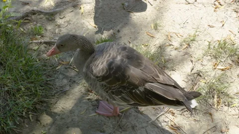 Wild geese perch in Beijing Forest Park Stock Footage 255651909