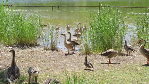 Wild geese perch in Beijing Forest Park Stock Footage 255652789