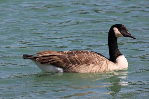 Wild geese Stock Photos