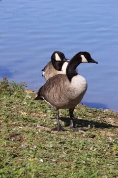 Wild geese Stock Photos