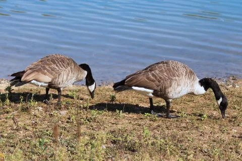Wild geese Stock Photos