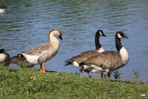 Wild geese Foto stock