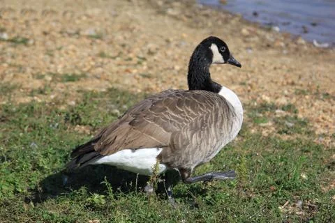 Wild geese Foto stock