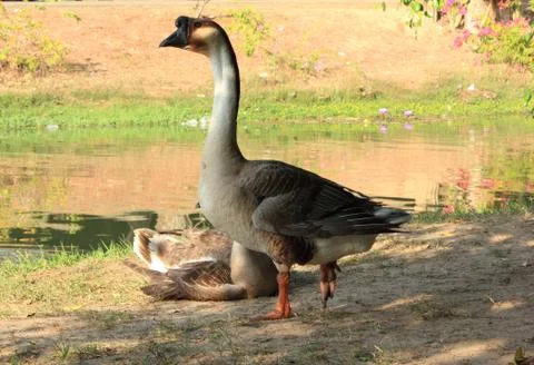 Wild geese Stock Photos