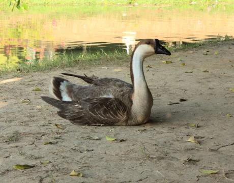 Wild geese Stock Photos