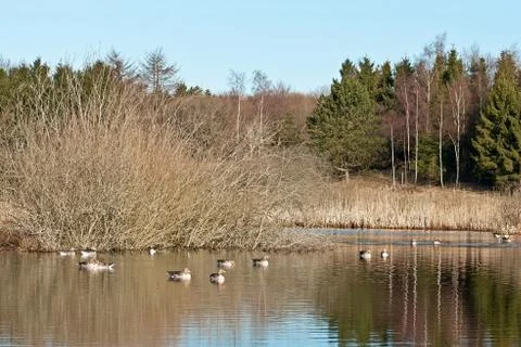 Wild Geese Stock Photos