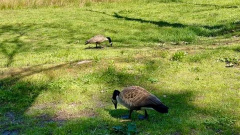 Wild geese Stock-Fotos