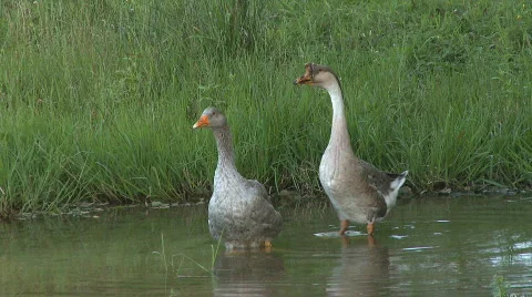 Wild geese on river Video stock 369934