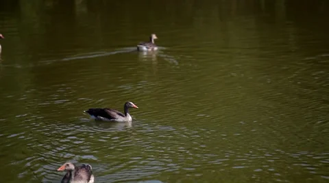 Wild geese swimming Stock Footage 36645995
