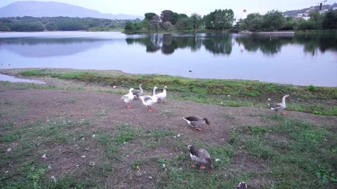 Wild Geese walking around the artificial lake&amp;#039;s dam in Tirane, Albania. Stock Footage 321709259
