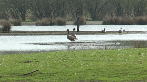 Wild geese walking Stock Footage 23451479