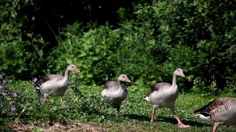 Wild geese walking Stock Footage 36647099