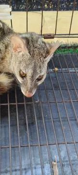 Wild genet inside wire cage 写真素材