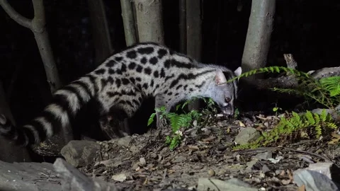 A wild Genet looking for prey and moves in a natural forest environment habitat Stock Footage 328114953