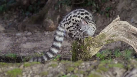 A wild Genet looking for prey and moves in a natural forest environment habitat 動画素材 328115458