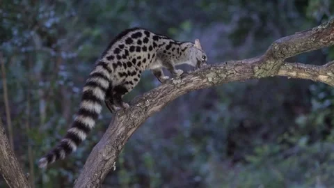 A wild Genet looking for prey and moves in a natural forest environment habitat Vidéo 328116352