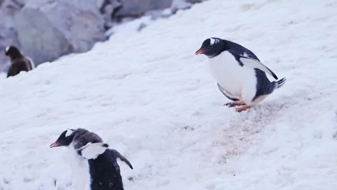 Wild gentoo penguins waddling through the antarctic snow Stock Footage 345547014