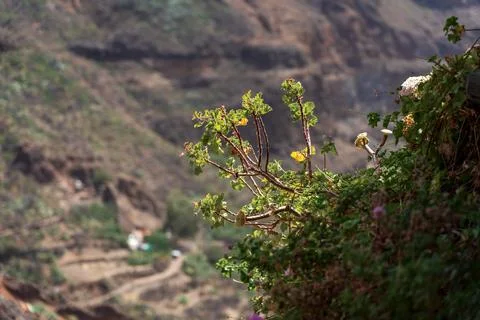 Wild geranium against a backdrop of mountains. Фото