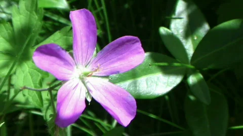Wild Geranium with Audio Stock Footage 716897