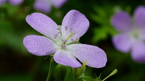 Wild Geranium blossoms. Stock Footage 129185372